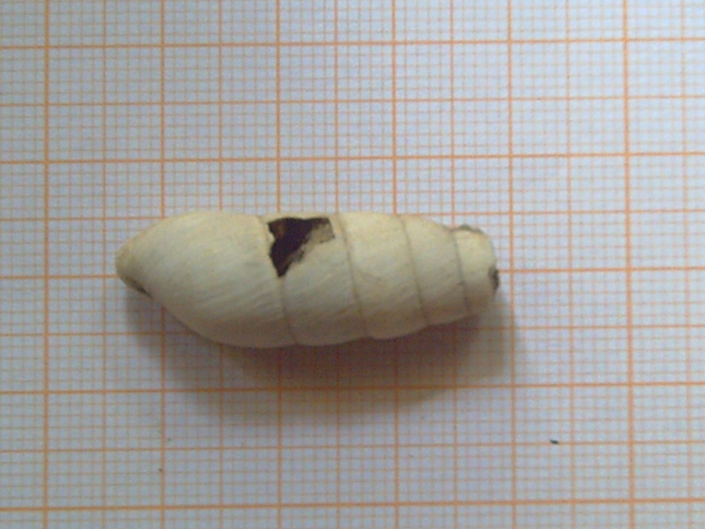 Fossili...o semplici molluschi recenti???
